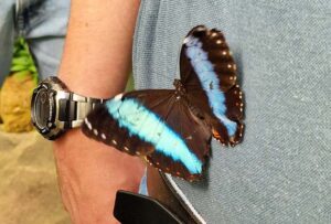 Ein Schmetterling sitze bei jemandem auf dem T-Shirt